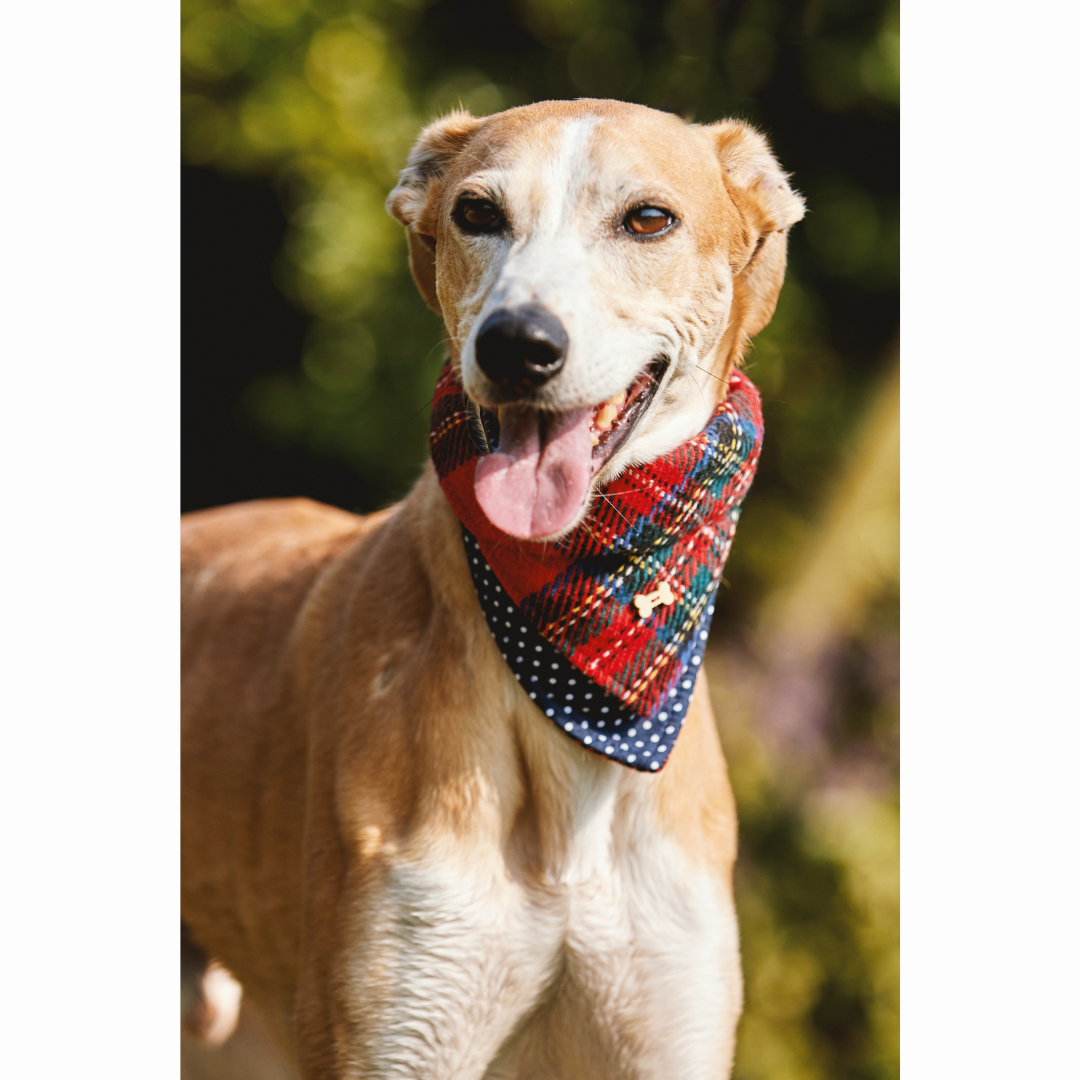 Fado Tartan Royal Stewart Dog Bandana