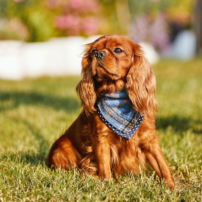 Fado Tartan Navy Dog Bandana