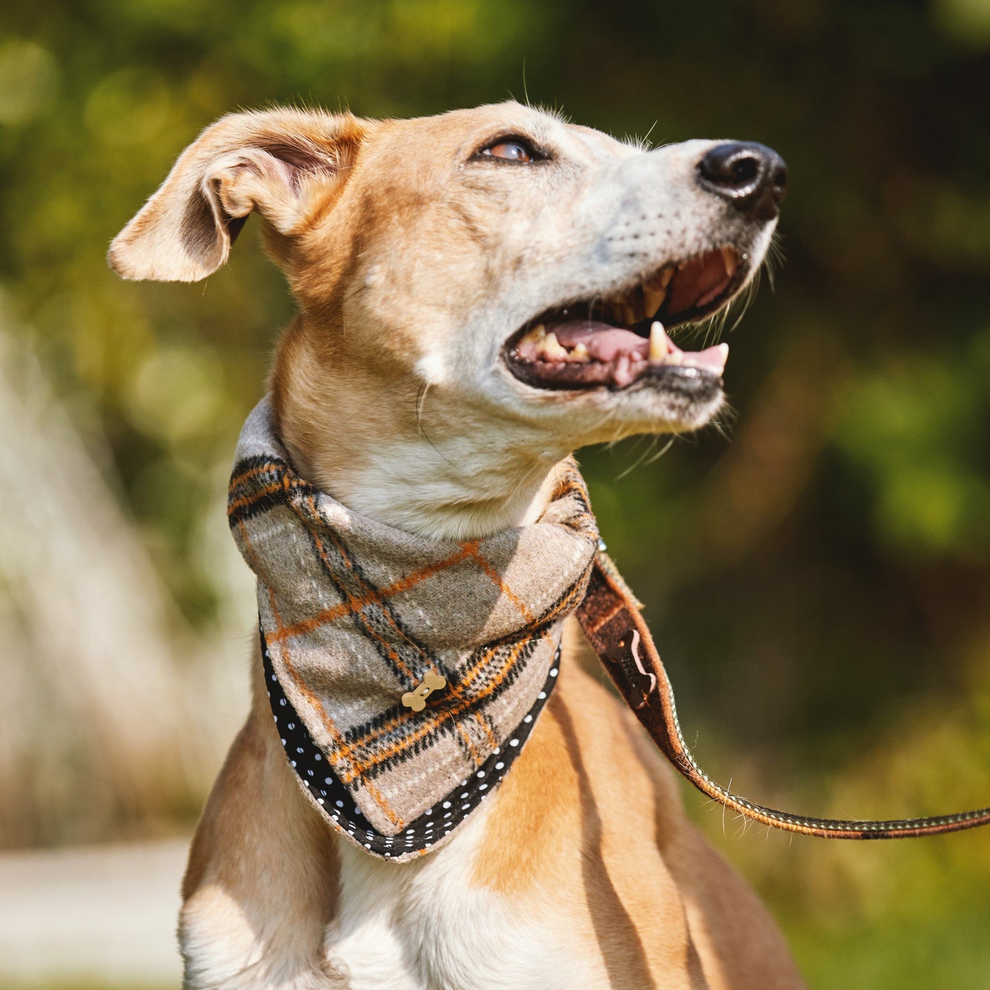 Fado Tarta Dog Bandana