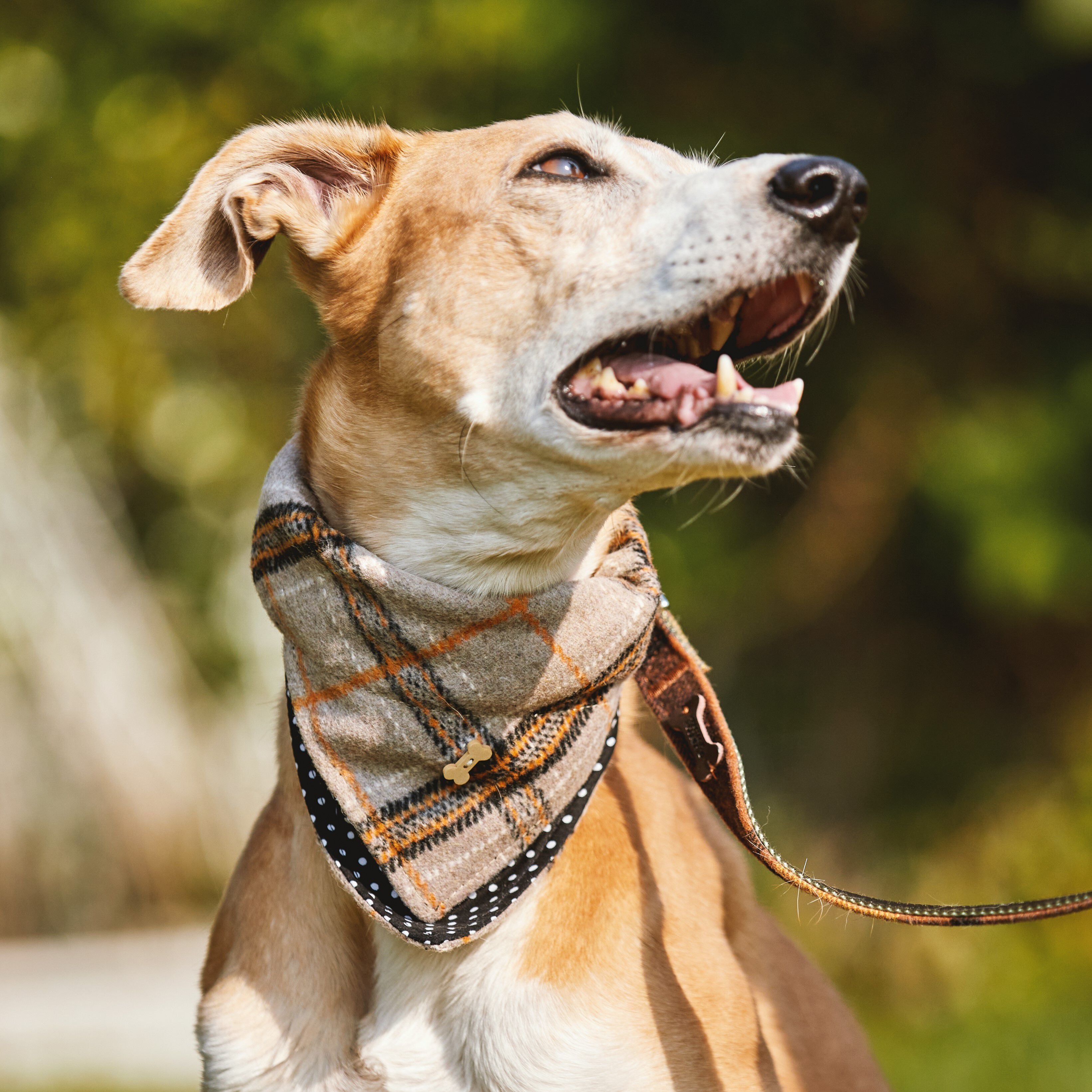 Fado Tarta Dog Bandana