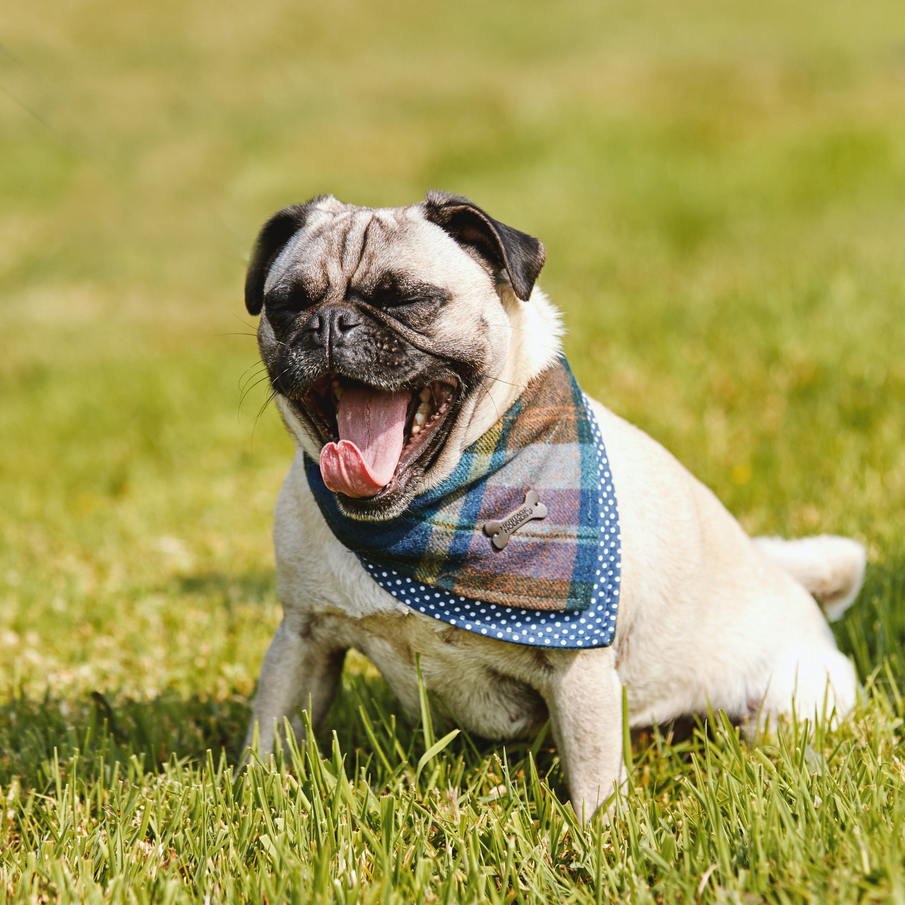 Fado Tweed Blue Check Dog Bandana