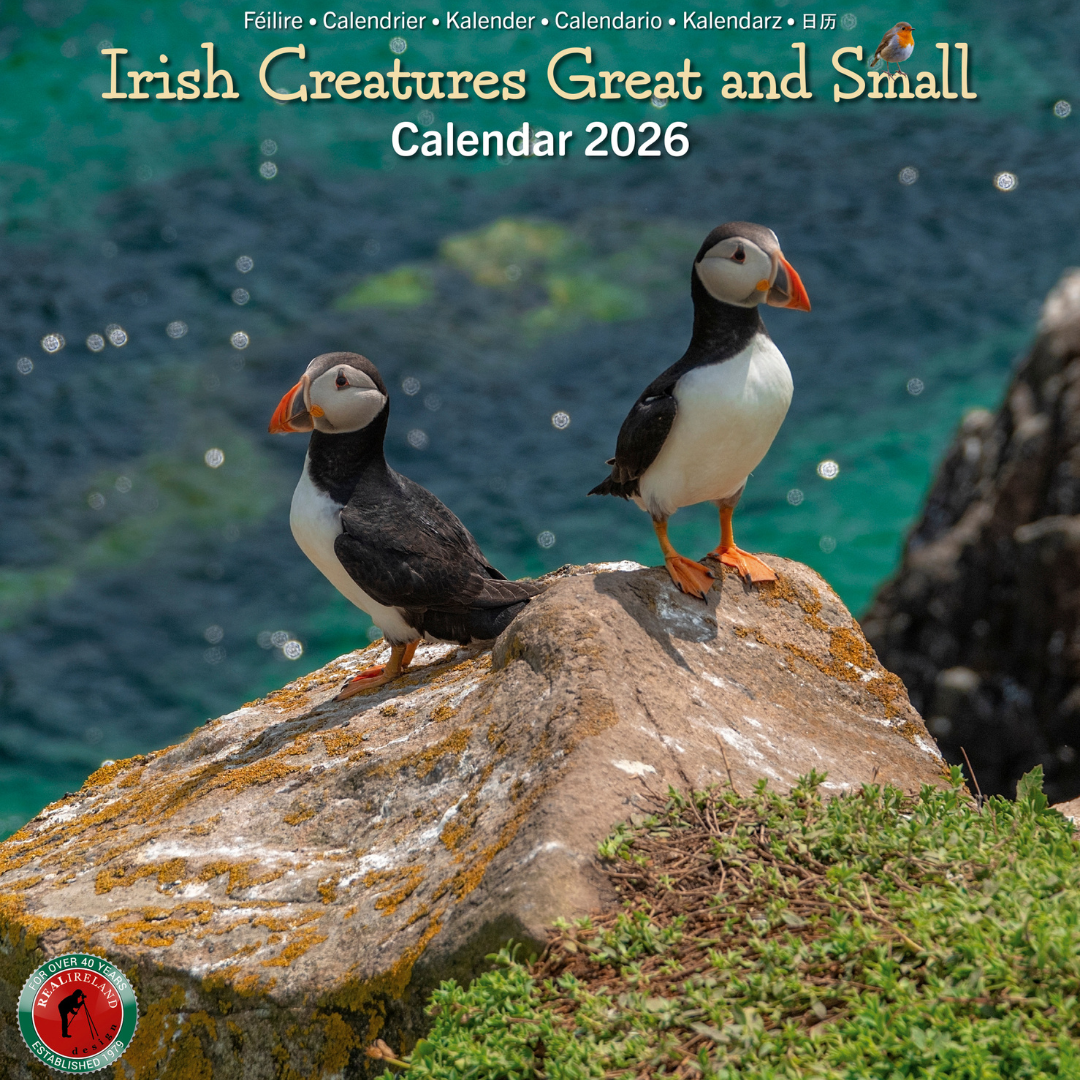 Irish Creatures Great & Small Calendar 2026