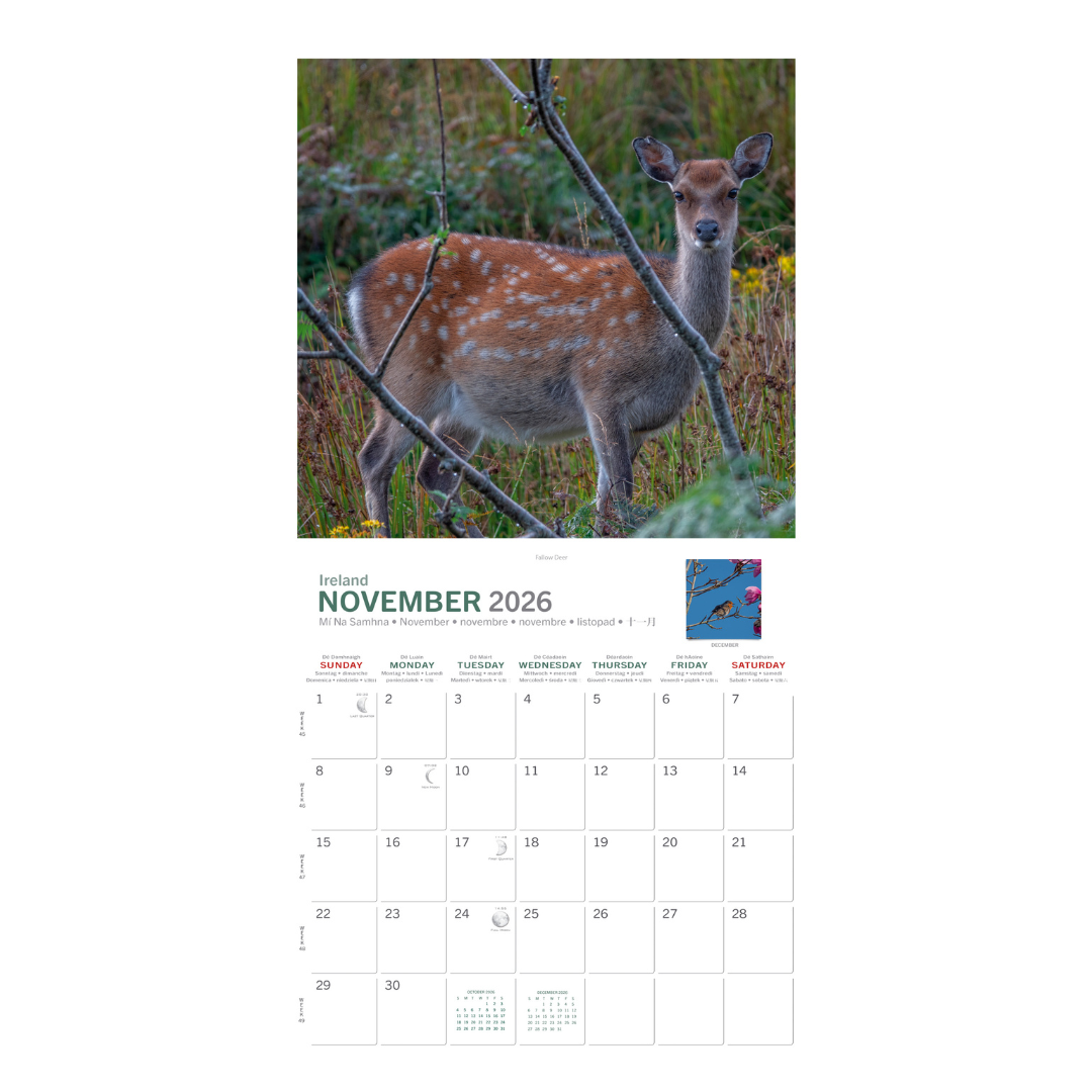 Irish Creatures Great & Small Calendar 2026