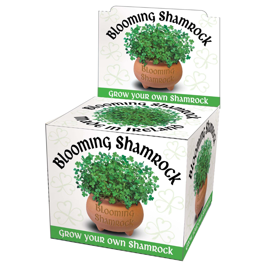 Blooming Shamrock Pot Kit